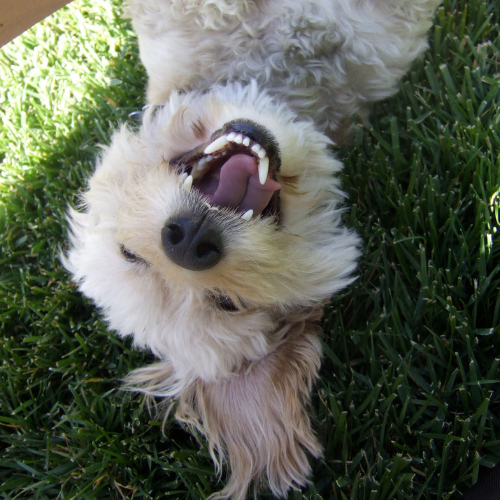 Daisy